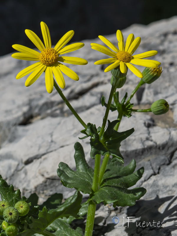 Senecio petraeus.15