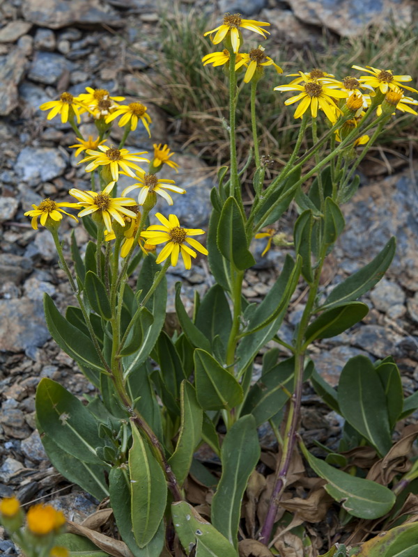 Senecio pyrenaicus granatensis.06