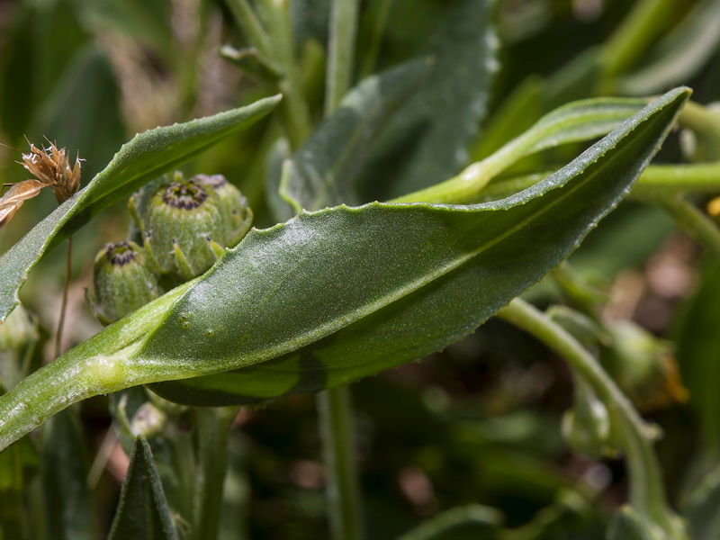 Senecio pyrenaicus granatensis.08