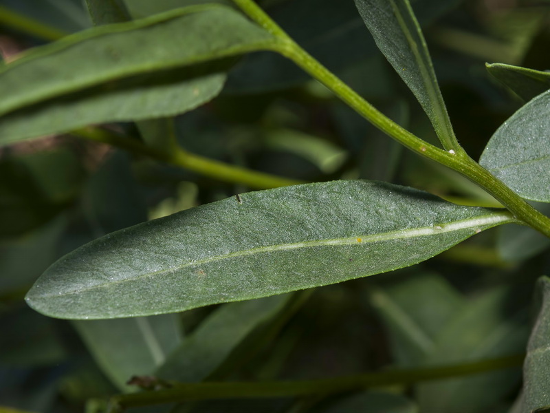 Senecio pyrenaicus granatensis.09