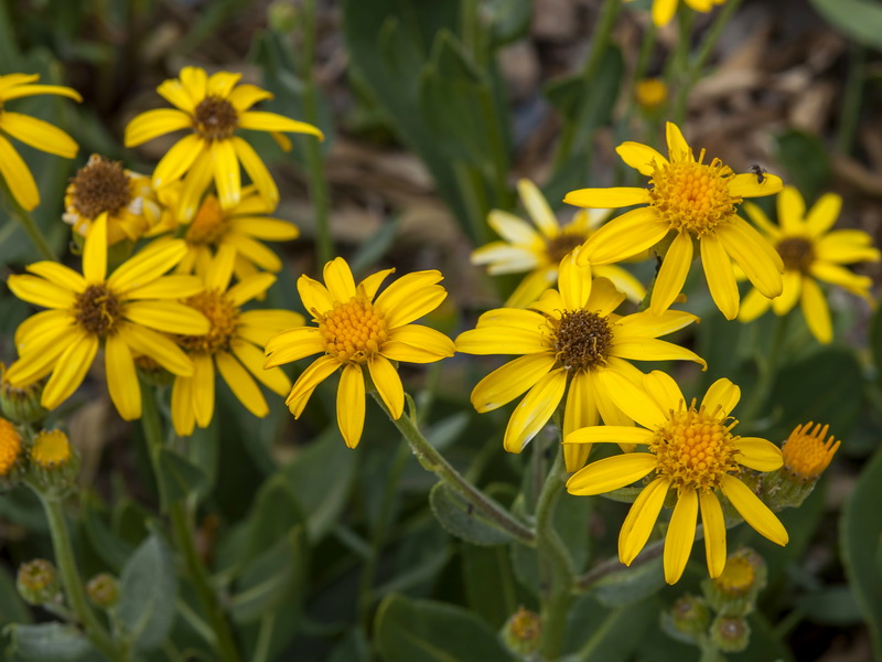 Senecio pyrenaicus granatensis.12