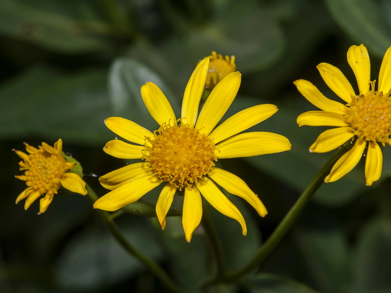 Senecio pyrenaicus granatensis.13