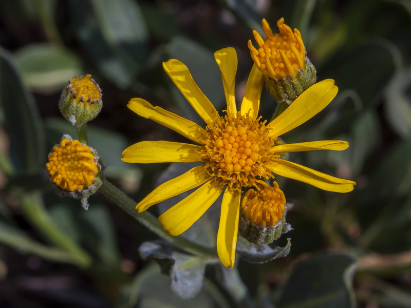 Senecio pyrenaicus granatensis.19