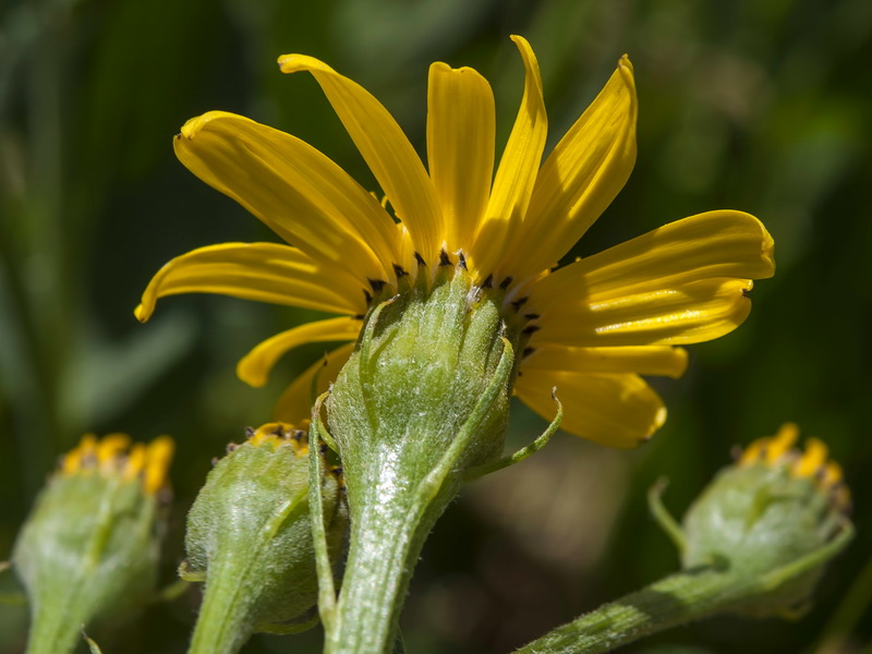 Senecio pyrenaicus granatensis.24