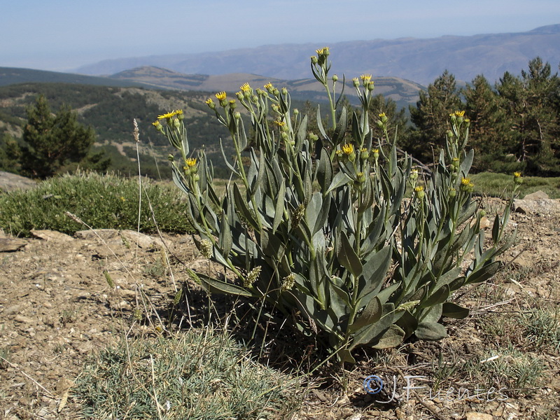 Senecio pyrenaicus granatensis.25