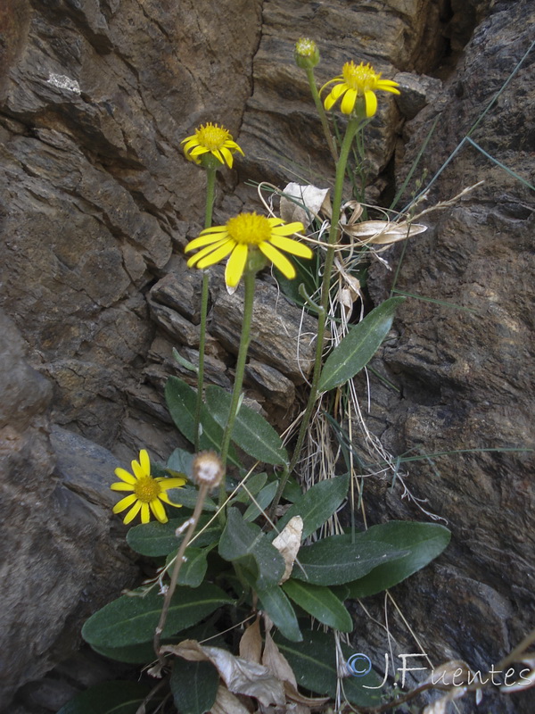 Senecio pyrenaicus granatensis.28