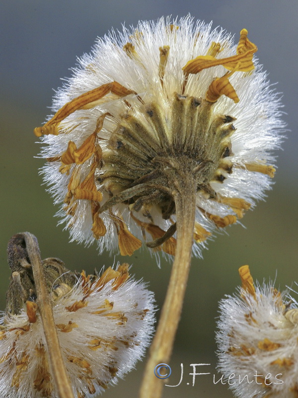 Senecio pyrenaicus granatensis.32