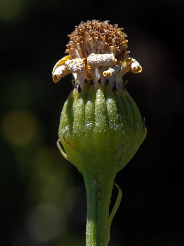 Senecio pyrenaicus granatensis.35
