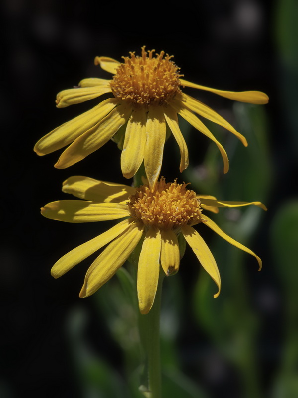 Senecio pyrenaicus granatensis.36