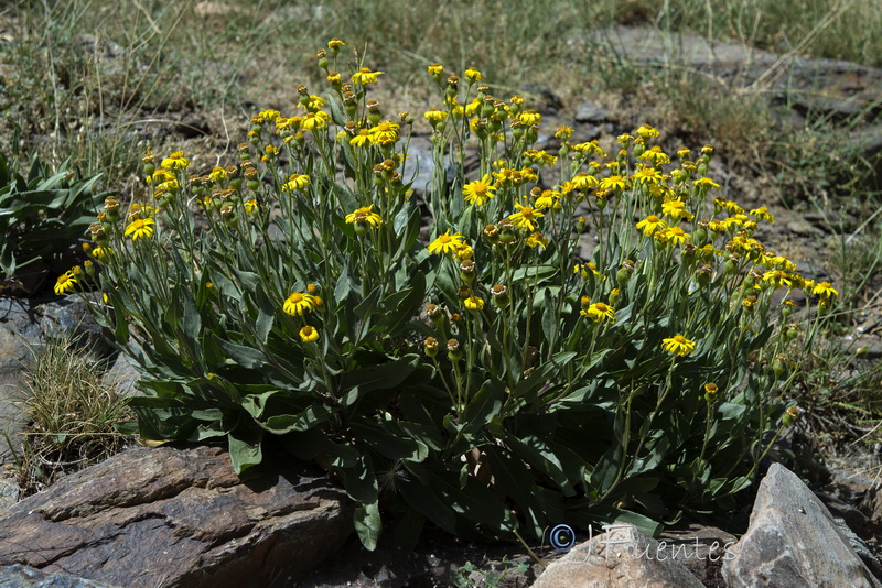 Senecio pyrenaicus granatensis.37