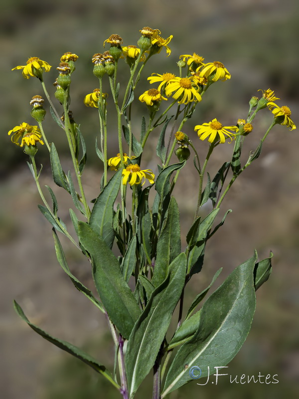 Senecio pyrenaicus granatensis.38