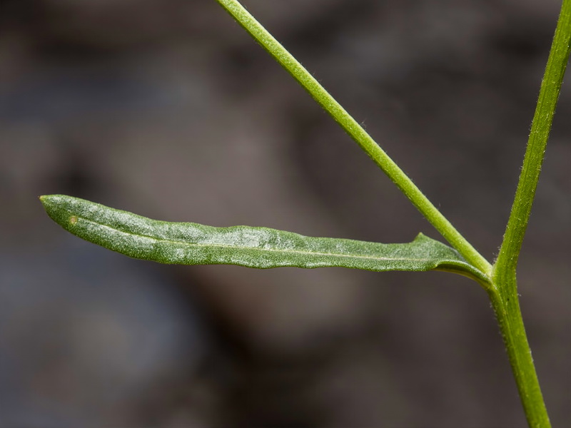 Senecio quinqueradiatus.02