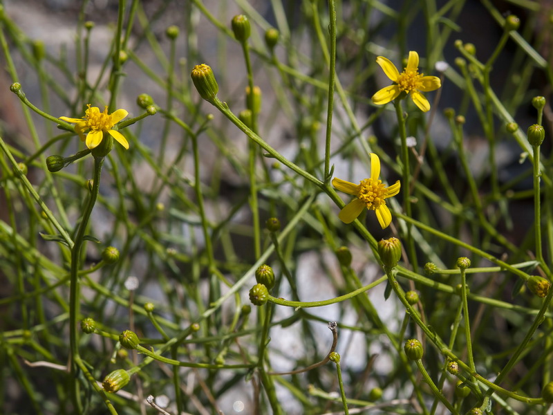 Senecio quinqueradiatus.03