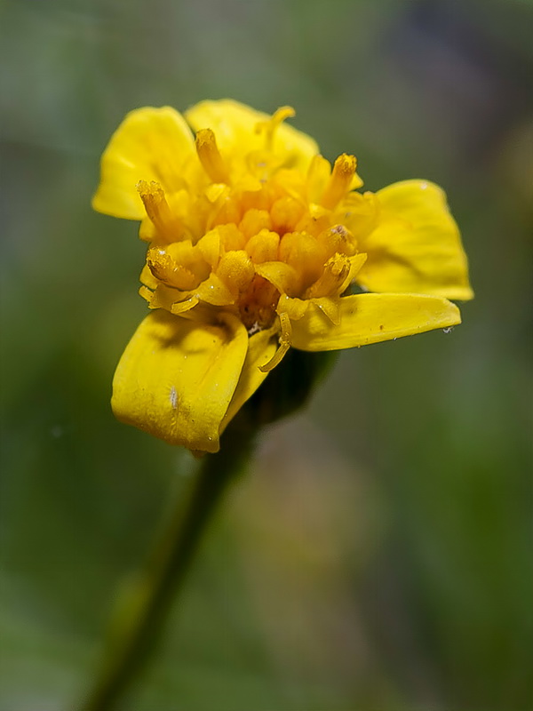 Senecio quinqueradiatus.05