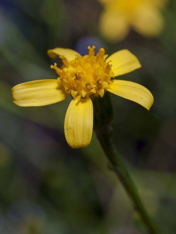 Senecio quinqueradiatus.06