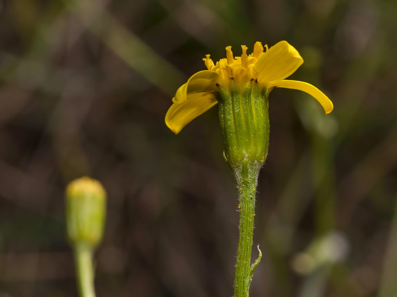 Senecio quinqueradiatus.08