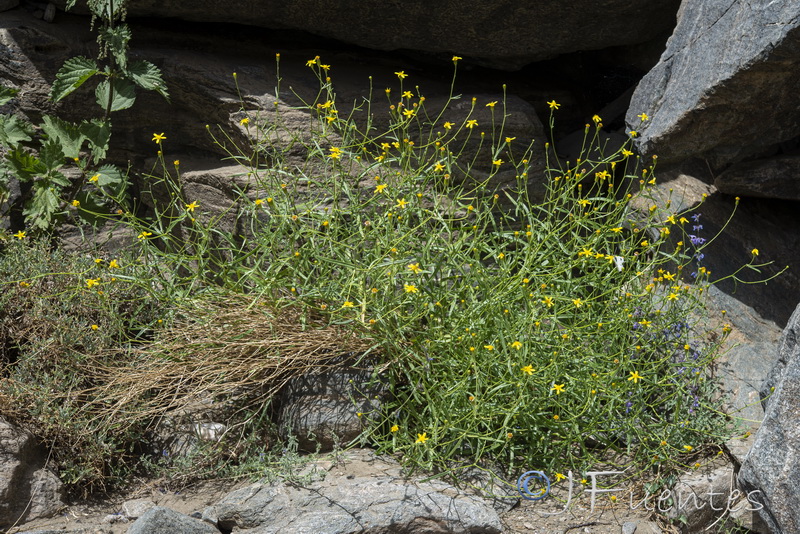 Senecio quinqueradiatus.10