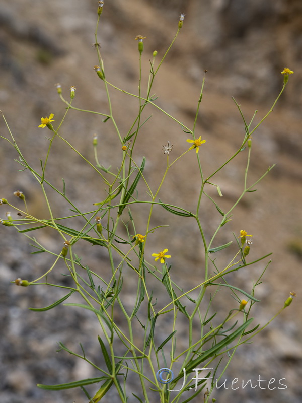 Senecio quinqueradiatus.18