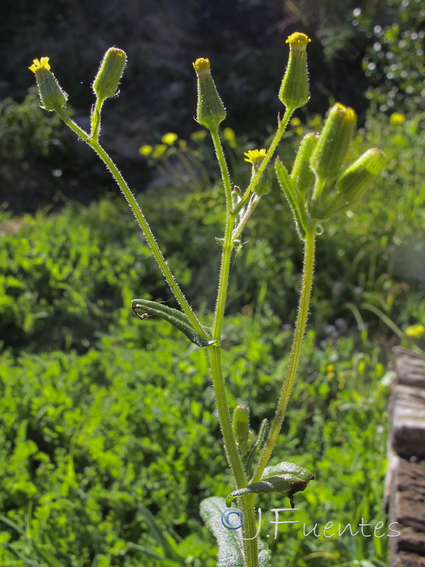 Senecio sylvaticus.01