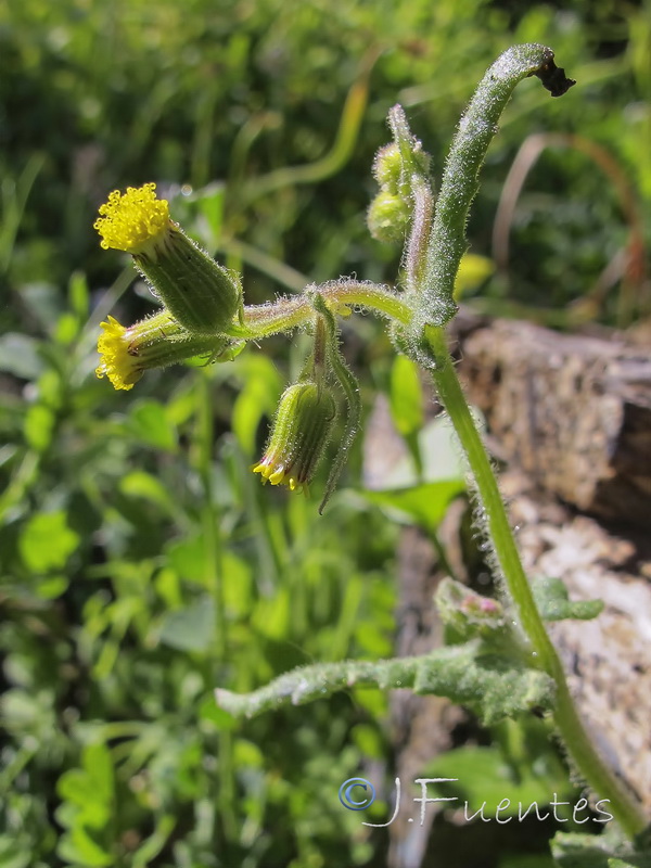 Senecio sylvaticus.02