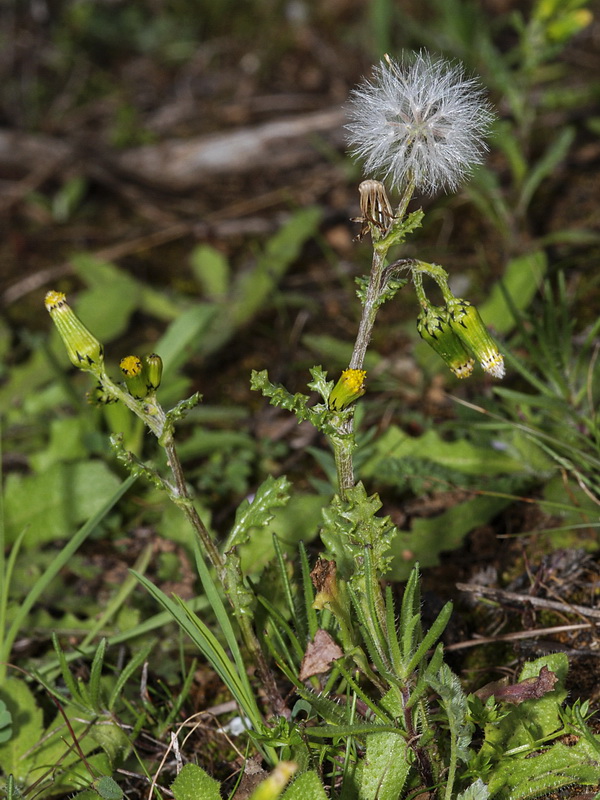 Senecio vulgaris.01