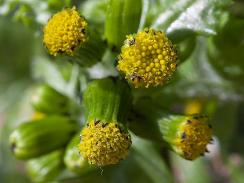 Senecio vulgaris.07