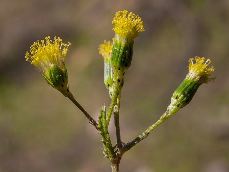 Senecio vulgaris.11