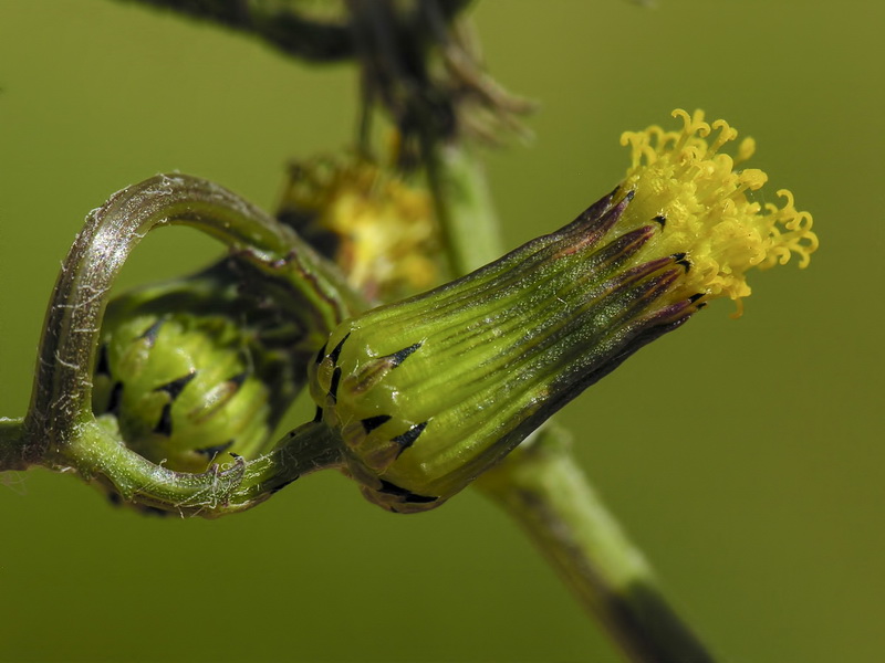Senecio vulgaris.14