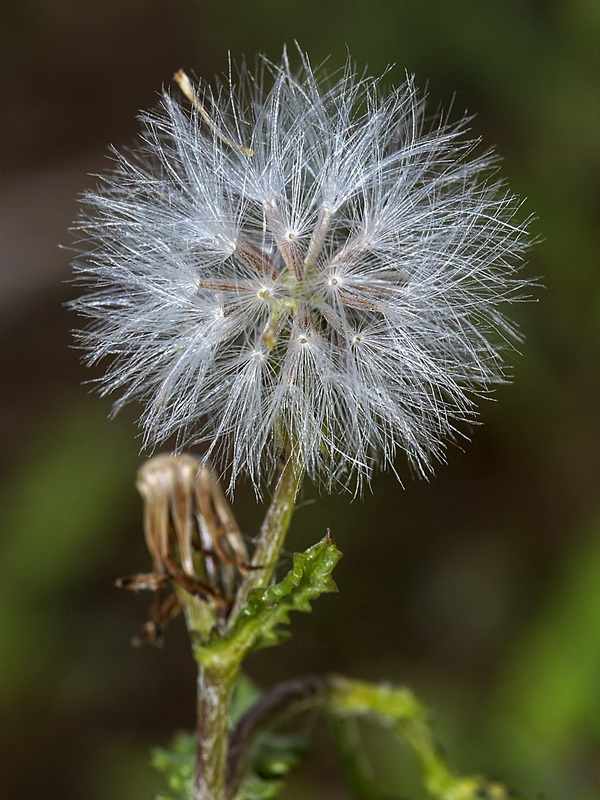 Senecio vulgaris.19