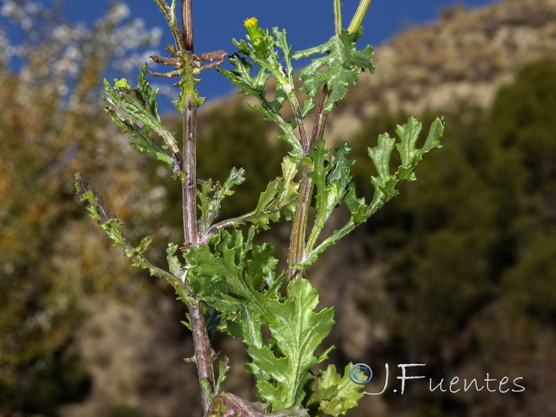 Senecio vulgaris.21