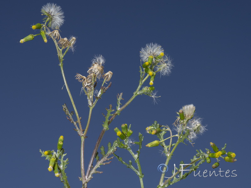 Senecio vulgaris.23