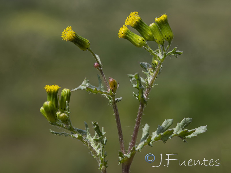 Senecio vulgaris.26
