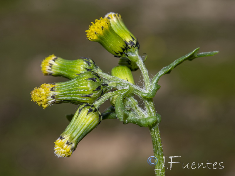 Senecio vulgaris.08