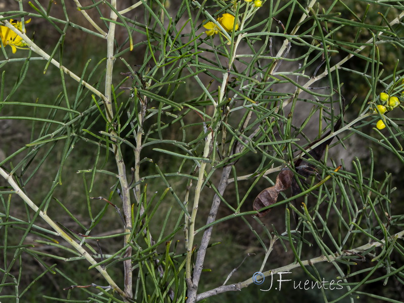 Senna artemisioides.02