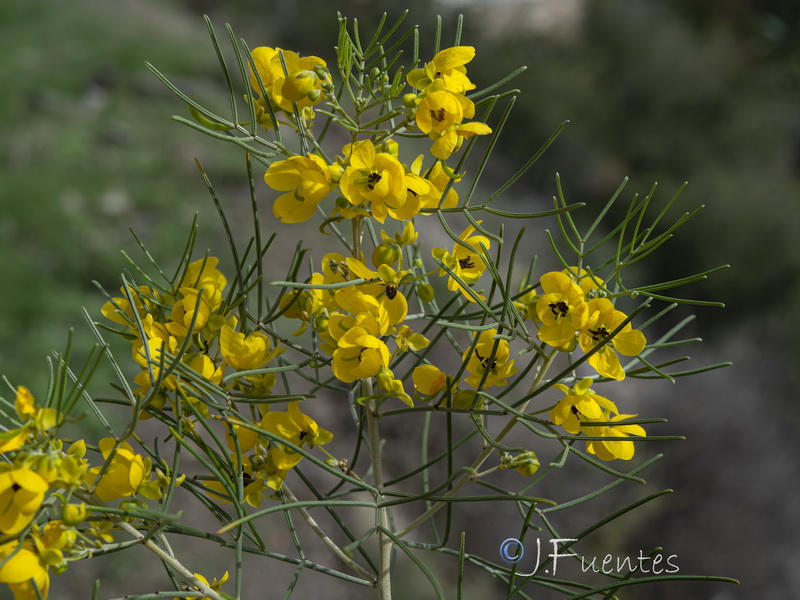 Senna artemisioides.04