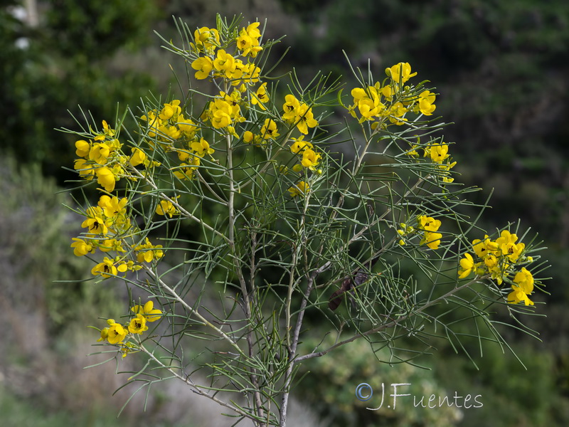 Senna artemisioides.05