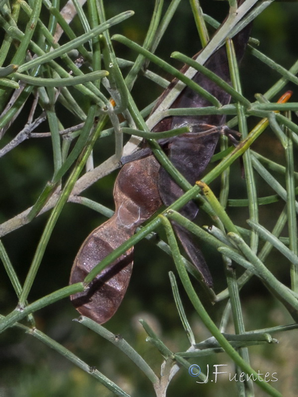 Senna artemisioides.07