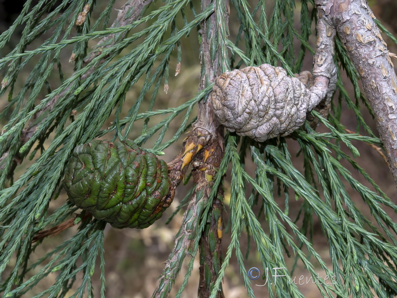 Sequoiadendron giganteum.14