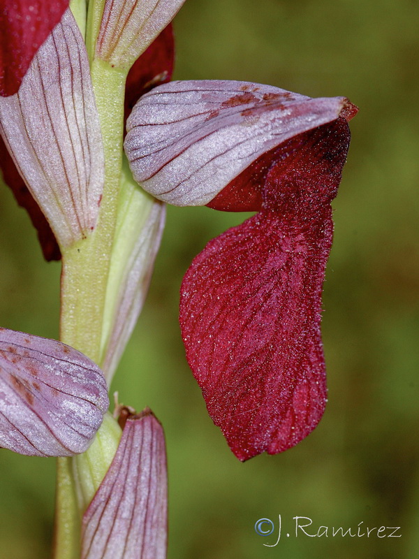 Serapias cordigera.04