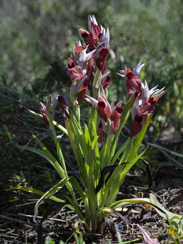 Serapias cordigera.07