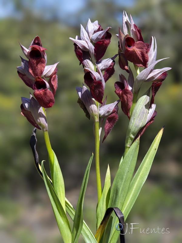 Serapias cordigera.02