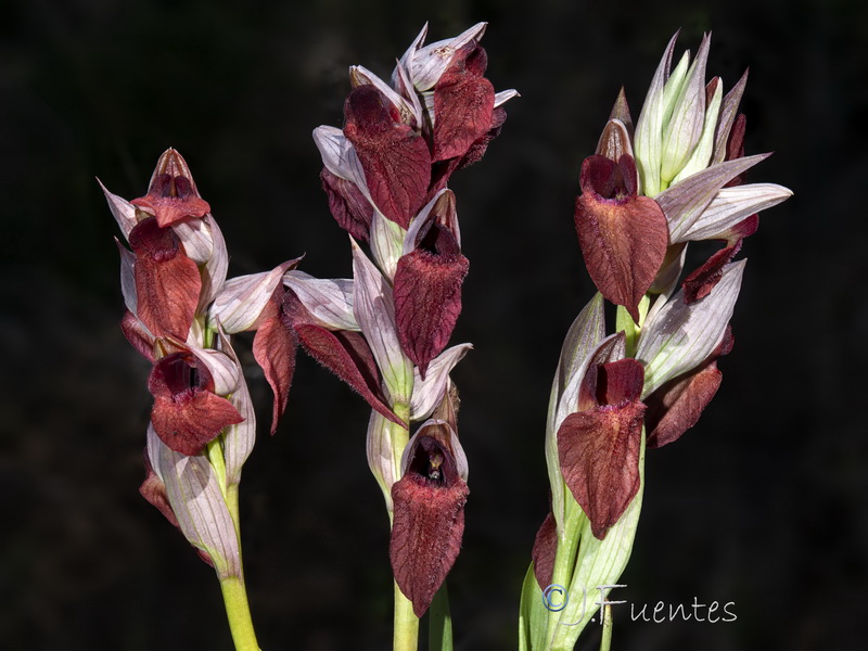 Serapias cordigera.10