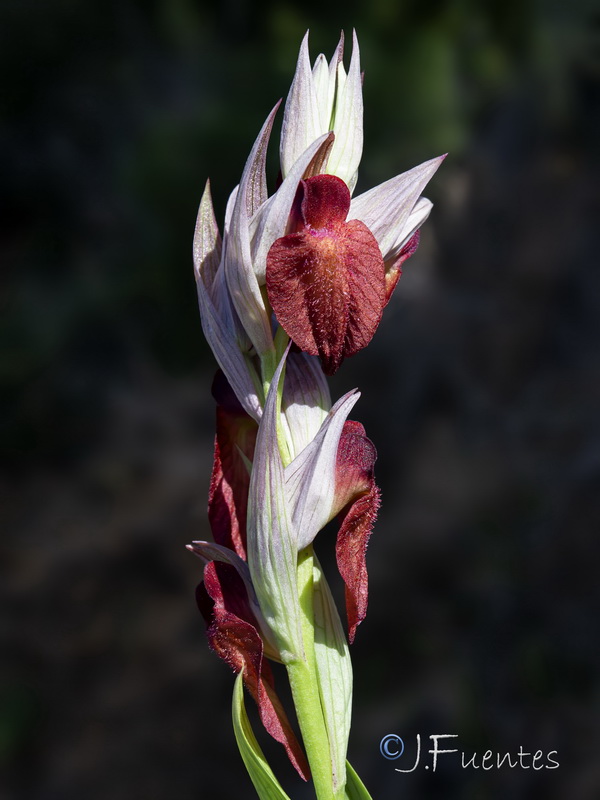 Serapias cordigera.03