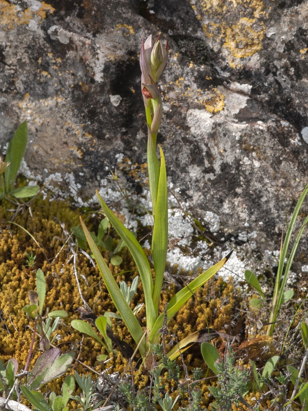 Serapias parviflora.02