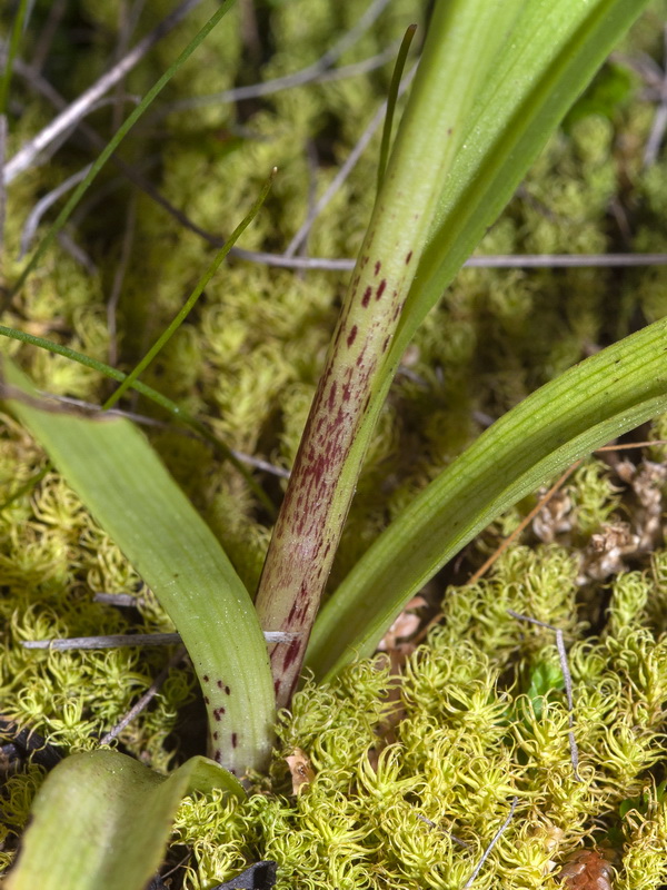 Serapias parviflora.04