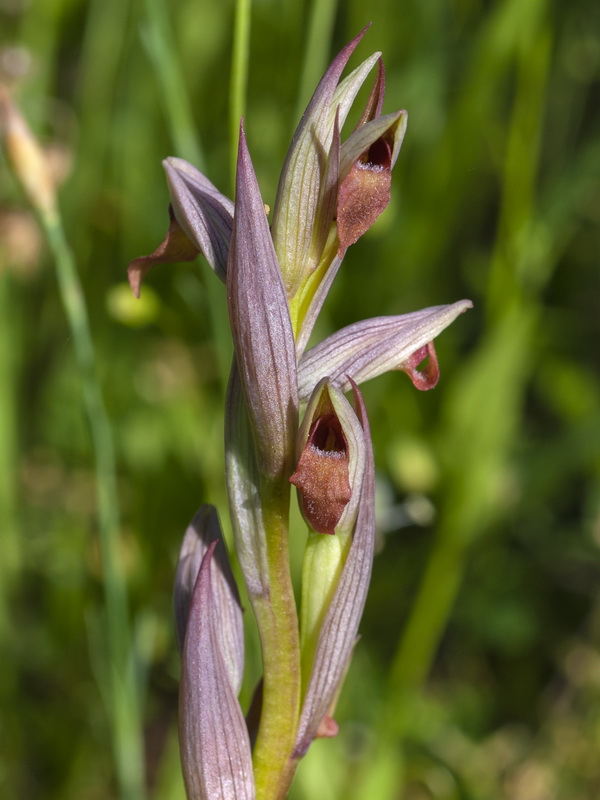 Serapias parviflora.07