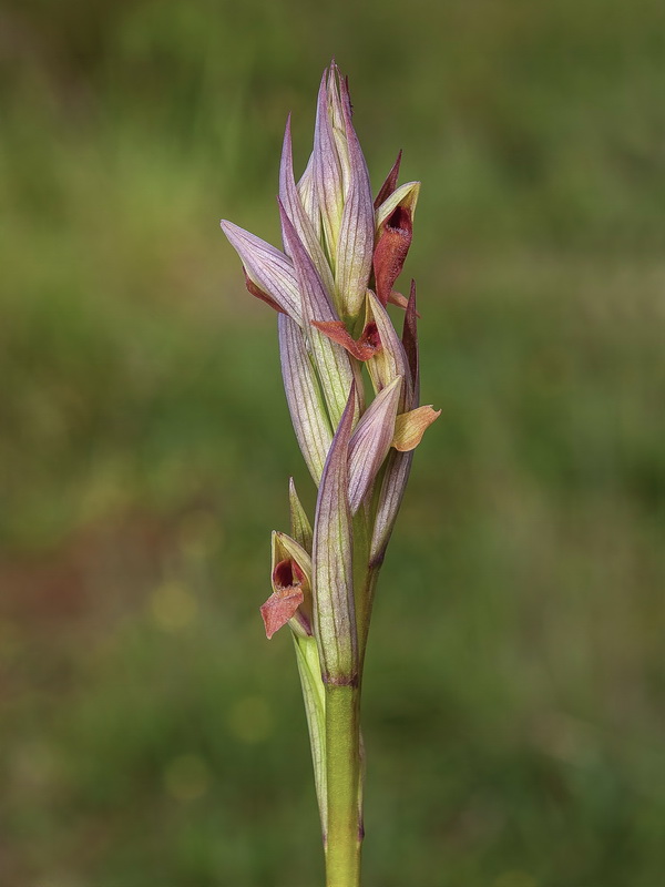 Serapias parviflora.10
