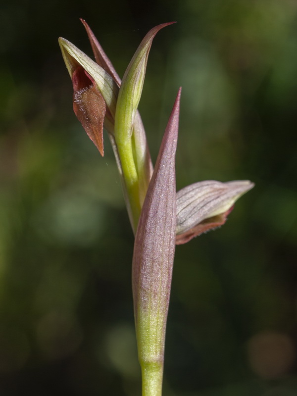 Serapias parviflora.16