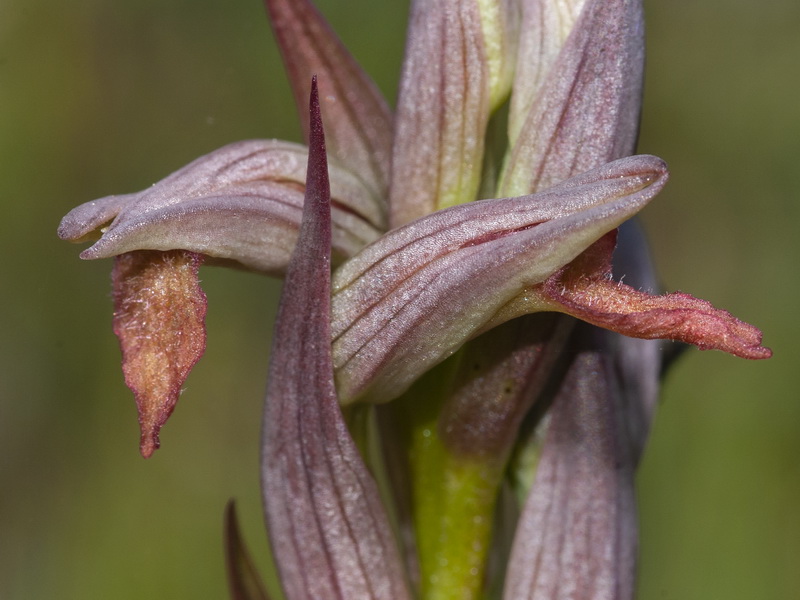 Serapias parviflora.20