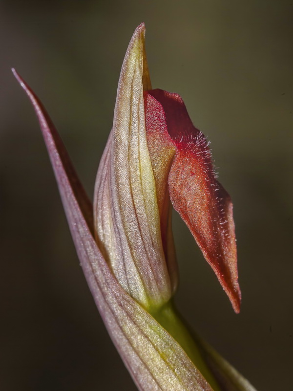 Serapias parviflora.29
